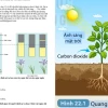 Quang Chu Kỳ và Cơ Chế Ra Hoa Của Thực Vật
