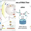 RNA Can Thiệp siRNA Cơ Chế Và Ứng Dụng Mở Ra Kỷ Nguyên Điều Trị Mới