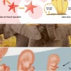 Sinh sản vô tính ở động vật bậc thấp Khái niệm và hình thức