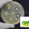 Sinh Vật Biến Đổi Gen GMO Lợi Ích Và Những Tranh Cãi Chưa Dừng