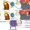 Trục Hạ Đồi Tuyến Yên Thượng Thận Điều Hòa Hormone Stress