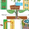 Vận Chuyển Nước Qua Mạch Gỗ Ở Thực Vật