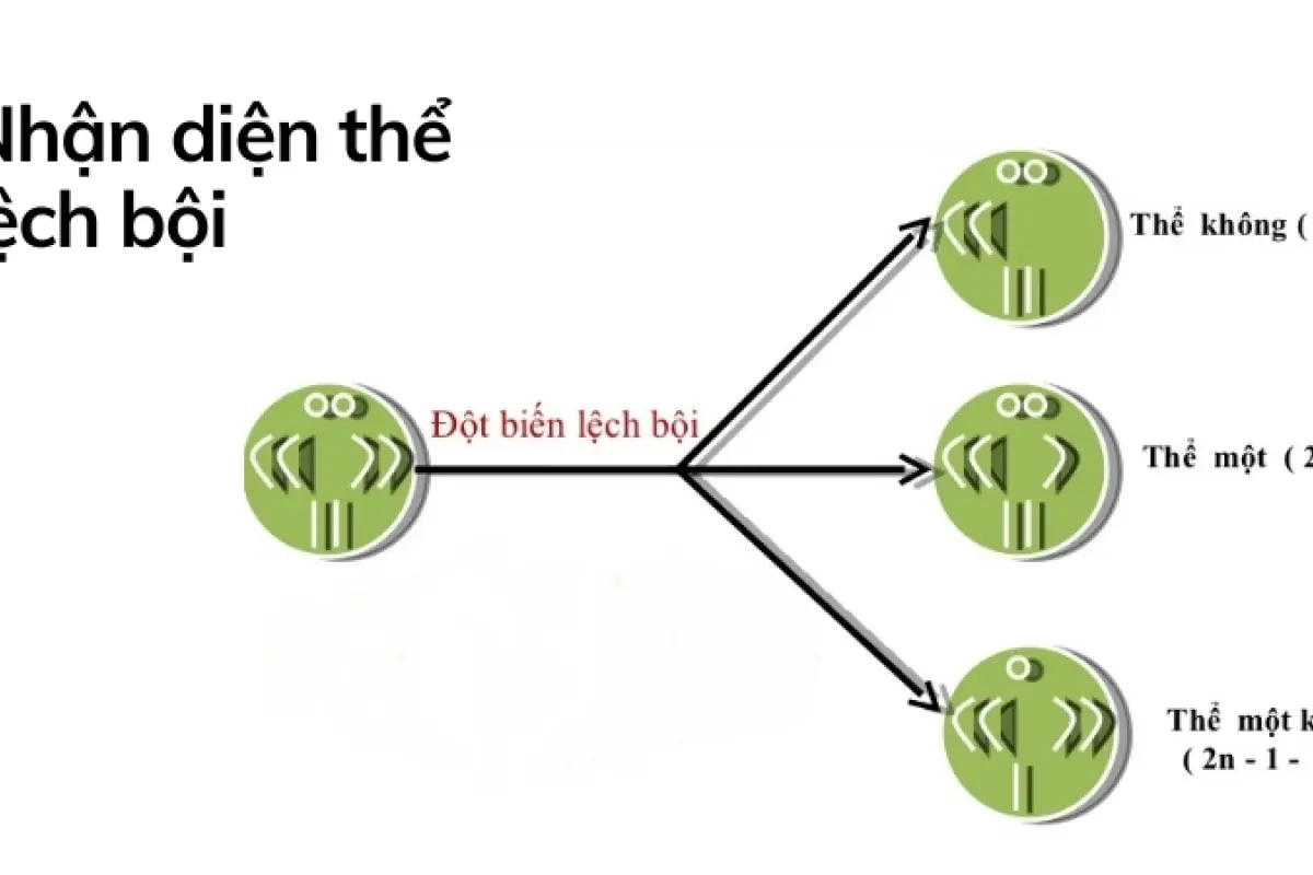 Thể lệch bội là gì- Bí mật di truyền và những hệ lụy đáng sợ