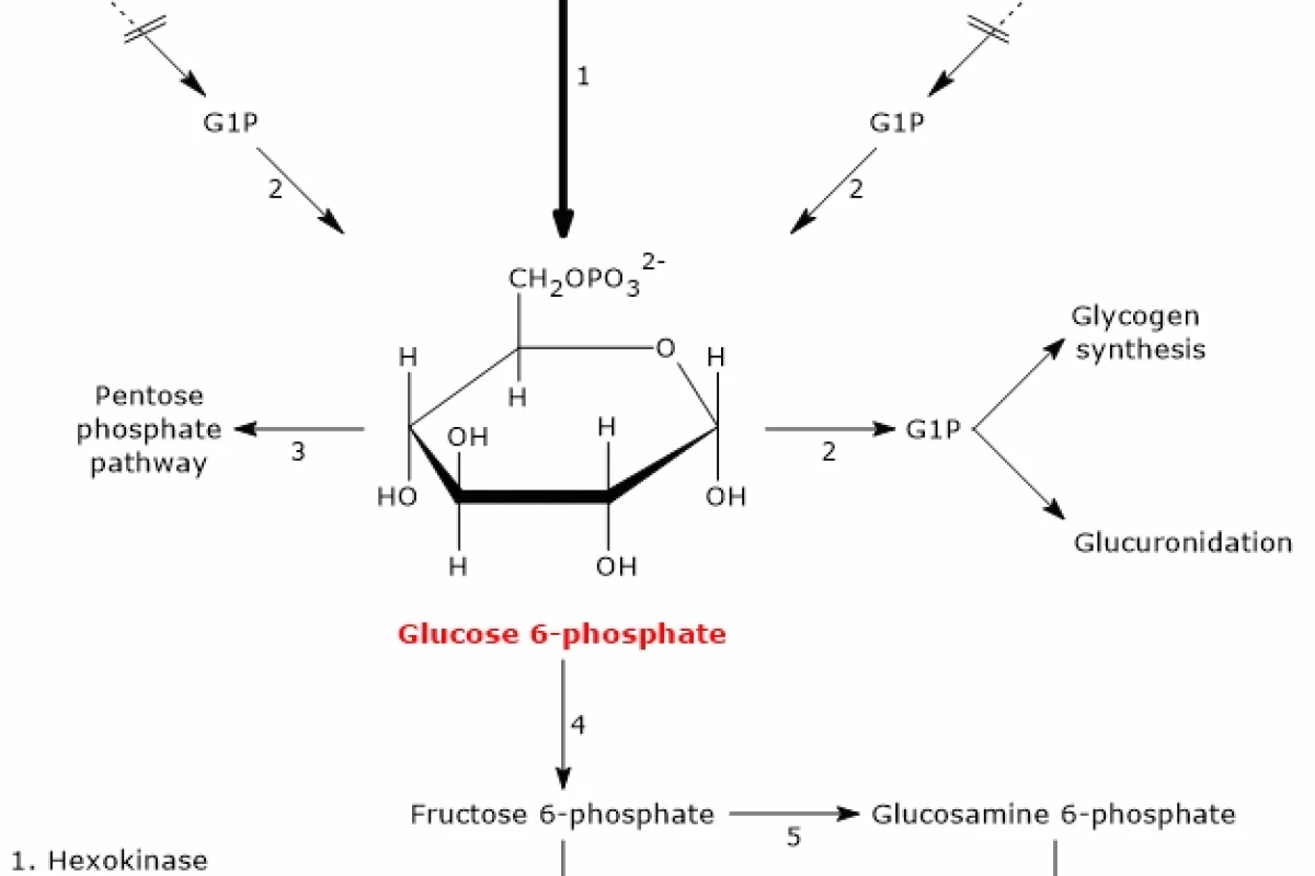 Glucose-6-phosphate: Vai trò và ứng dụng trong sinh hóa