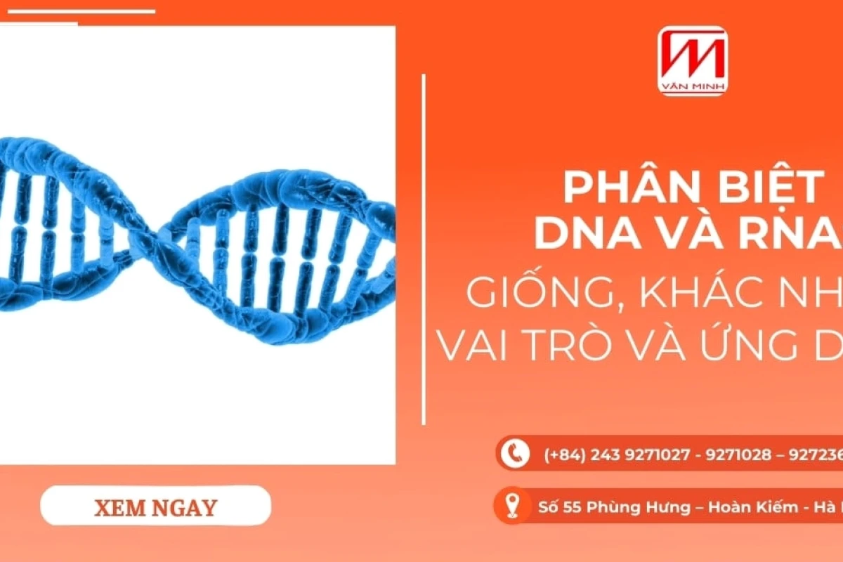 Phân biệt cấu tạo và chức năng của DNA và RNA