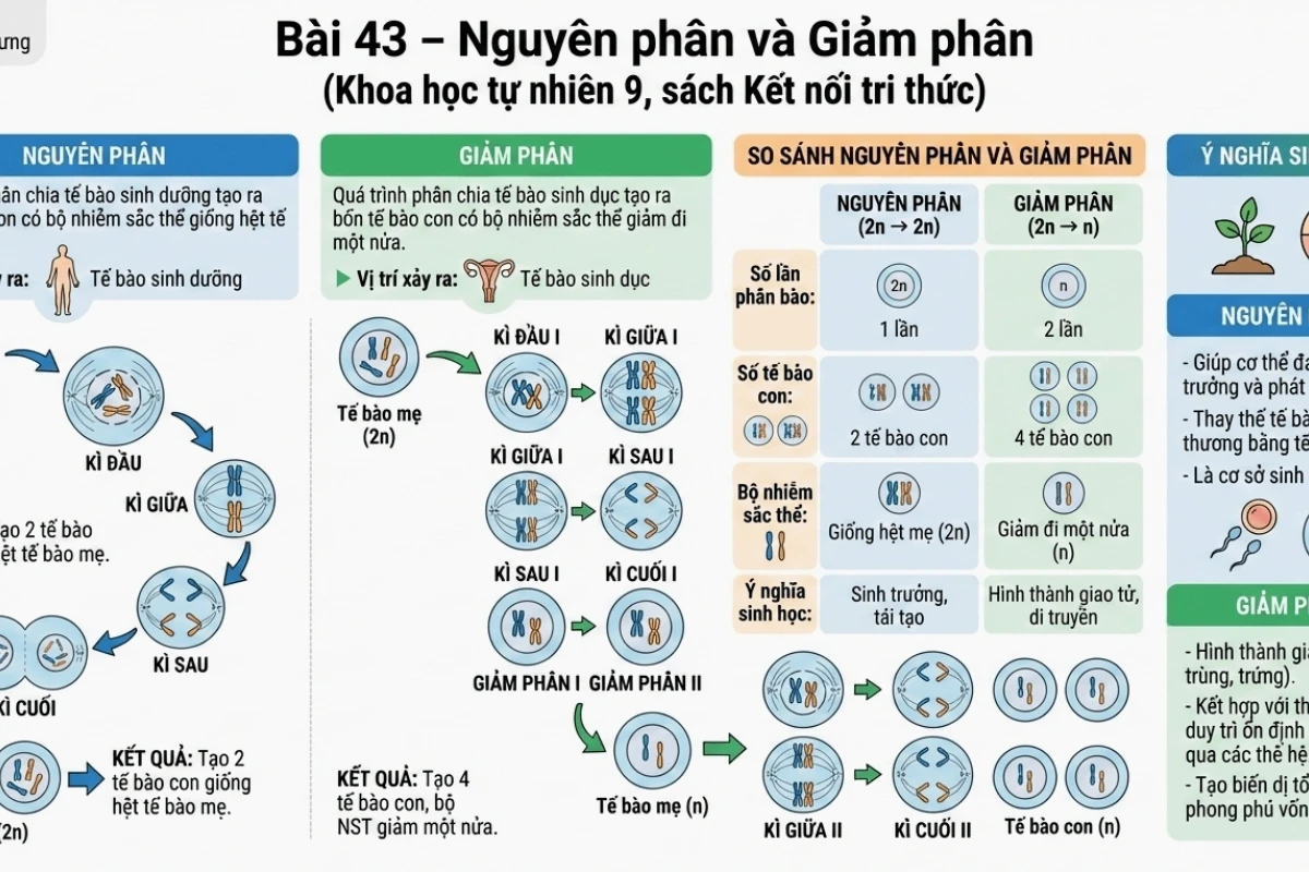 So sánh chi tiết nguyên phân và giảm phân: bảng biểu và kiến thức chuyên sâu