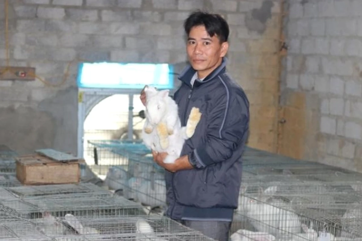 Thỏ Trắng Mắt Đỏ: Đặc Điểm, Nuôi Dưỡng Và Tại Sao Chúng Có Đôi Mắt Độc Đáo