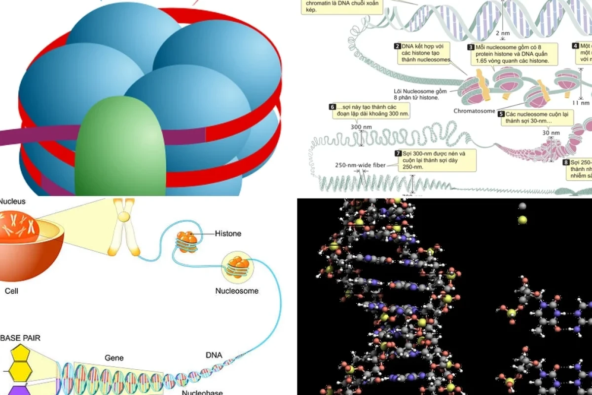 Cấu trúc Nucleosome và Cách ADN Cuộn Gói Trong Nhân Tế Bào