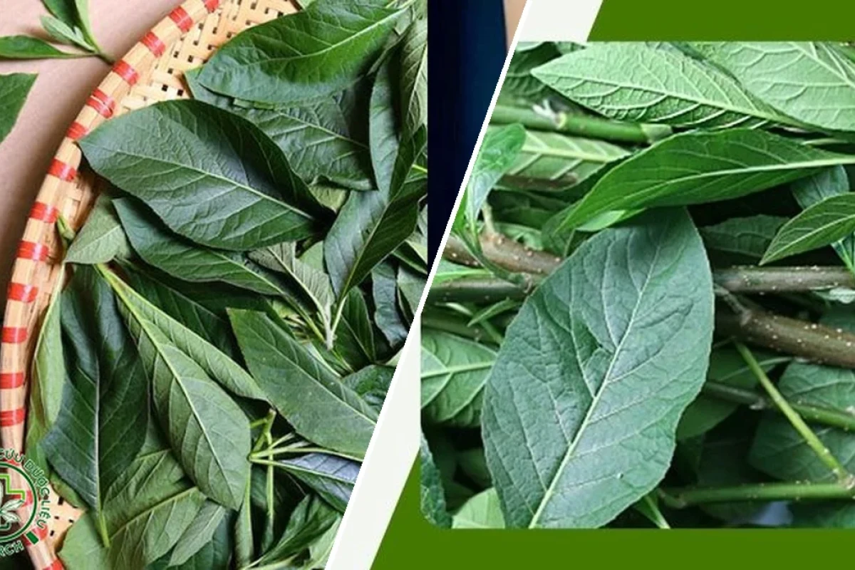 Cây Mật Gấu Hỗ Trợ Điều Trị Gan Công Dụng Tuyệt Vời