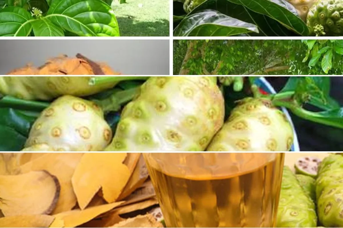 Cây Nhàu Hỗ Trợ Điều Trị Huyết Áp Cao Công Dụng Và Bài Thuốc