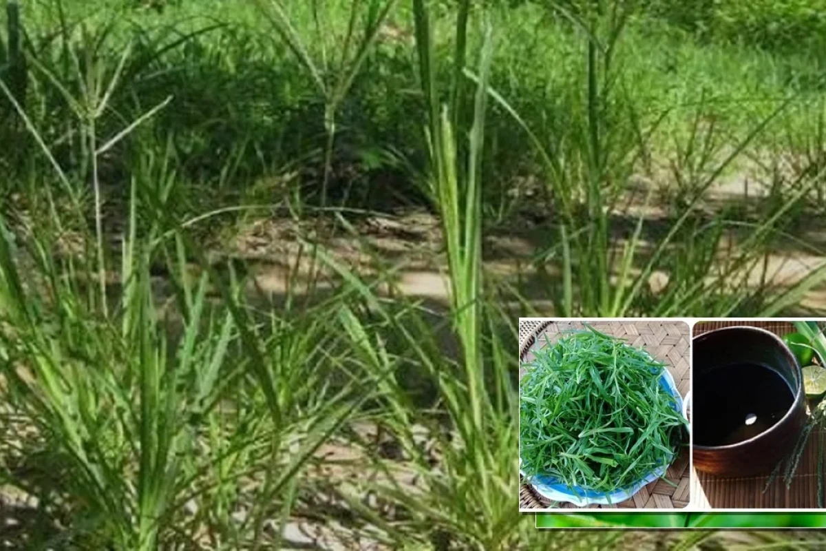 Cỏ Mần Trầu Thanh Nhiệt Hạ Sốt Giải Độc Gan Tăng Cường Chức Năng Thận