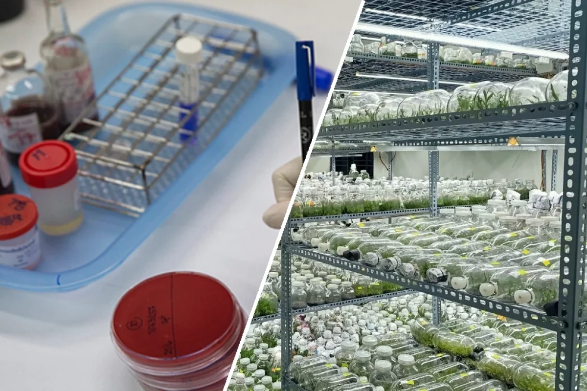 Kỹ thuật Nuôi cấy Tế bào trong Phòng thí nghiệm: Từ Lý thuyết đến Thực tiễn