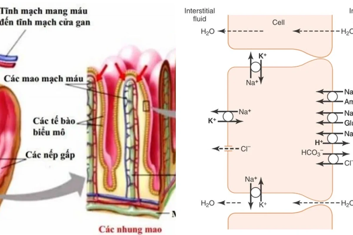 Quá Trình Hấp Thụ Dinh Dưỡng Ở Ruột Non Diễn Ra Như Thế Nào