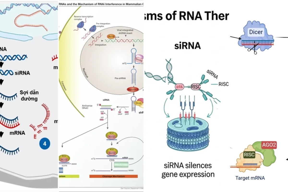 RNA Can Thiệp siRNA Cơ Chế Và Ứng Dụng Mở Ra Kỷ Nguyên Điều Trị Mới