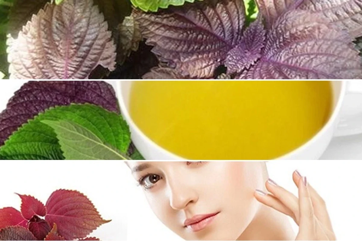 Tía Tô Giải Cảm Và Làm Đẹp Da Công Dụng Vượt Trội