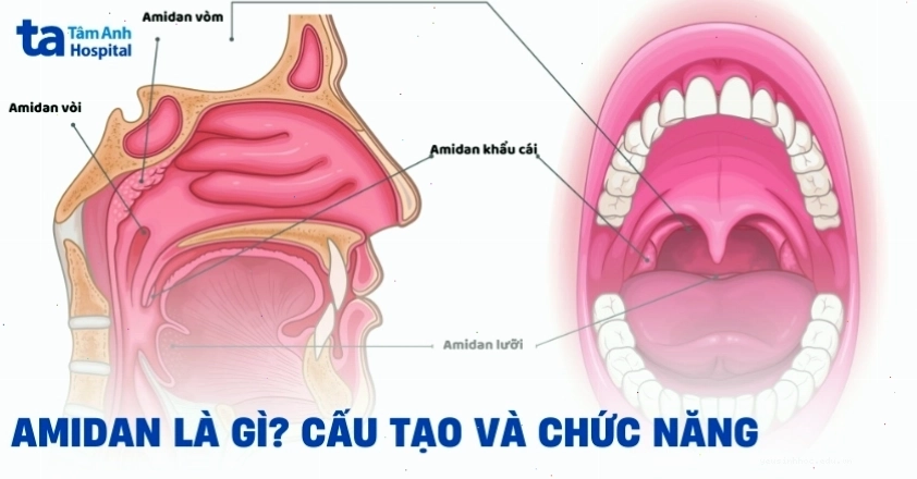 Amidan là gì, nằm ở đâu và chức năng của nó