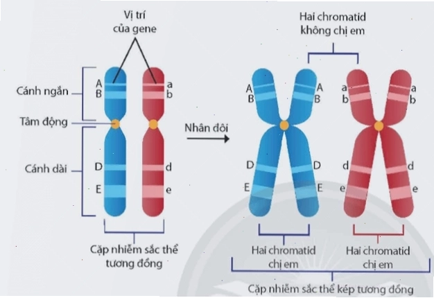 Ảnh hưởng của đột biến số lượng nhiễm sắc thể