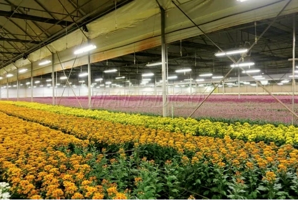 Ánh sáng ảnh hưởng đến sự phát triển của hoa cúc