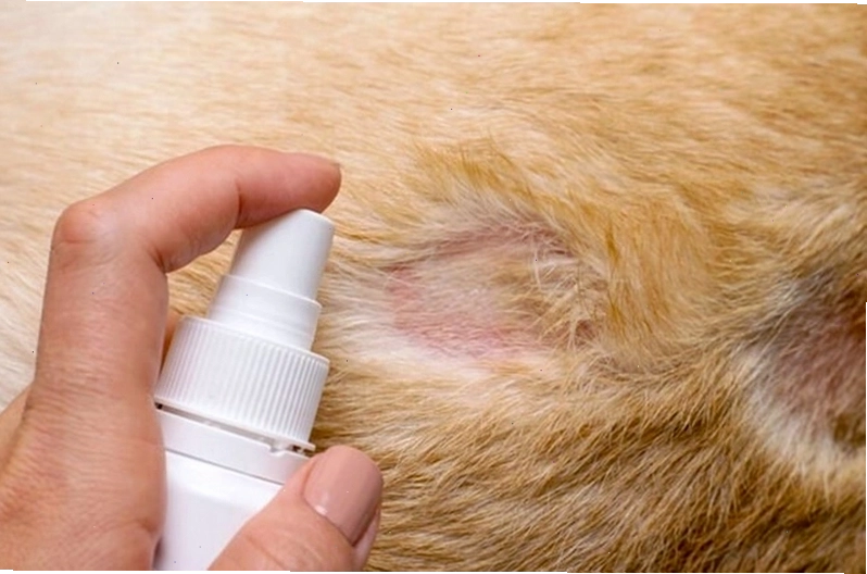 Bác sĩ đang khám da liễu cho bệnh nhân