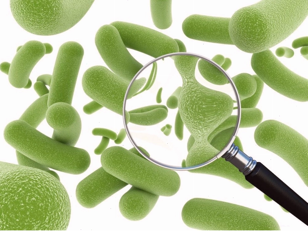 Bacillus subtilis sinh sản của vi sinh vật