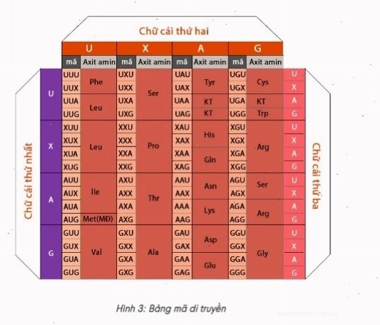 Bảng mã di truyền chi tiết cho từng bộ ba codon và axit amin tương ứng