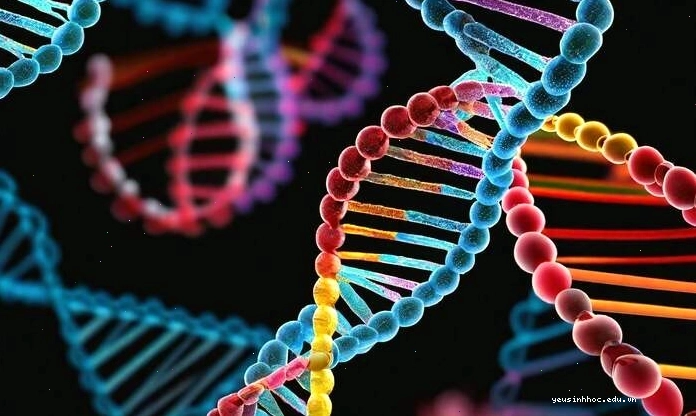 Bảng mã di truyền hiển thị mối quan hệ giữa codon và axit amin