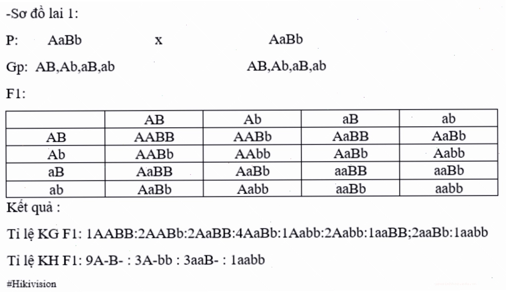 Bảng Punnett cho sơ đồ lai AaBb x AaBb