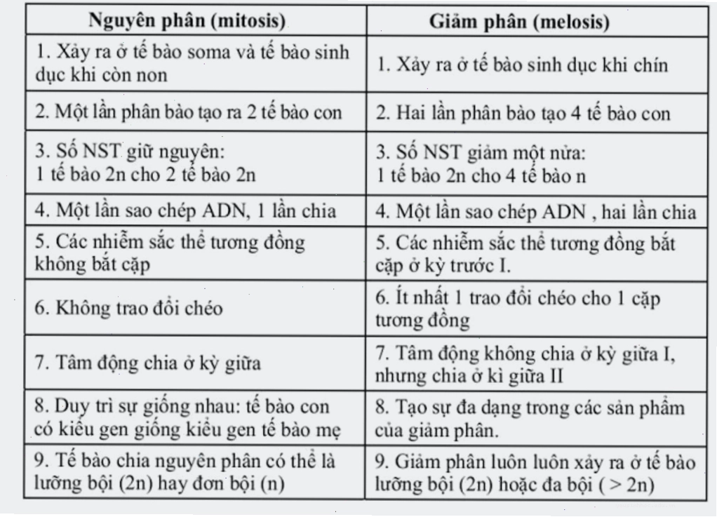 Bảng so sánh chi tiết nguyên phân và giảm phân