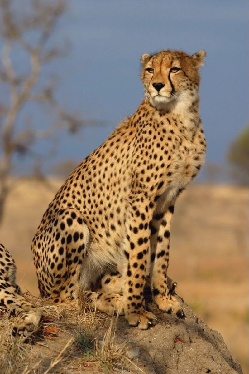 Báo Cheetah lao vun vút trên đồng cỏ với tốc độ kinh hoàng