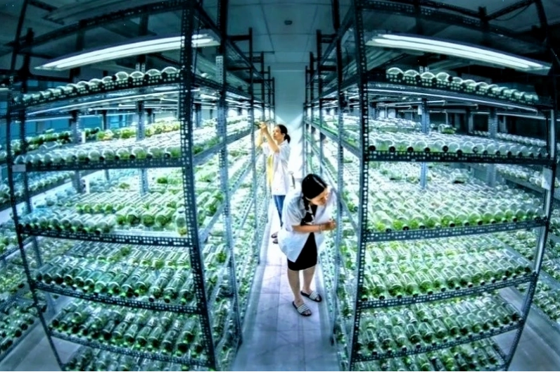 Bảo tồn nguồn gen thực vật quý hiếm bằng công nghệ tế bào