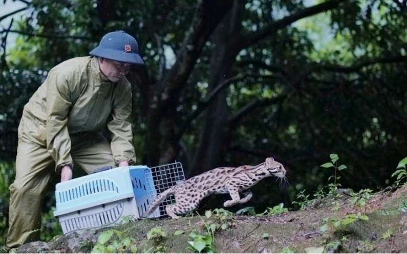 Bảo vệ động vật hoang dã là trách nhiệm chung của toàn xã hội