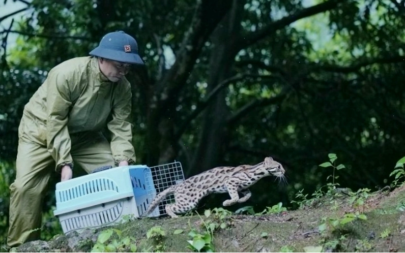Bảo vệ động vật hoang dã là trách nhiệm chung của toàn xã hội, bắt đầu từ ý thức mỗi người