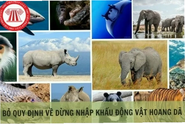 Biến đổi khí hậu ảnh hưởng tiêu cực đến môi trường sống của động vật hoang dã