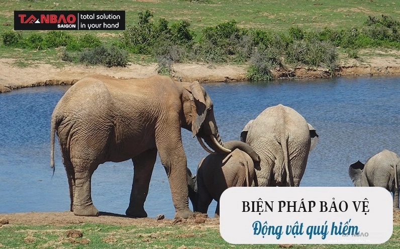 Biện pháp bảo vệ động vật quý hiếm khỏi nạn săn bắt trái phép