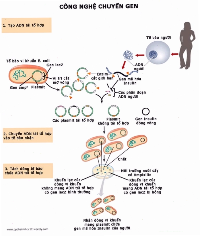 Biểu đồ minh họa nguyên lý hoạt động của công nghệ gen trong việc chỉnh sửa DNA.