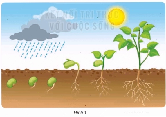 Biểu đồ minh họa quá trình quang hợp của thực vật dưới ánh sáng mặt trời
