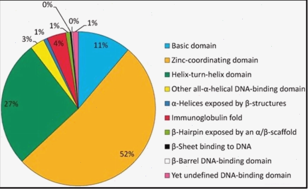 Biểu đồ phân bố các miền liên kết DNA trong bộ gen