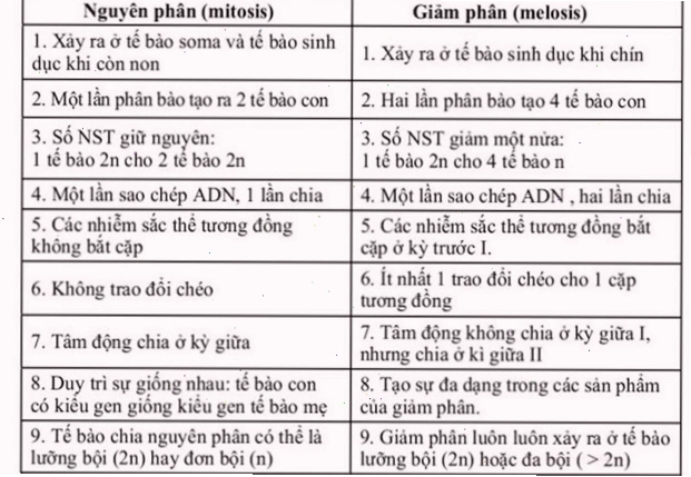 Biểu đồ so sánh nguyên phân và giảm phân