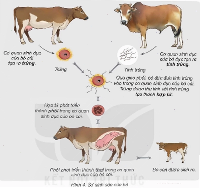 Bò đực và bò cái trong việc hình thành bò con