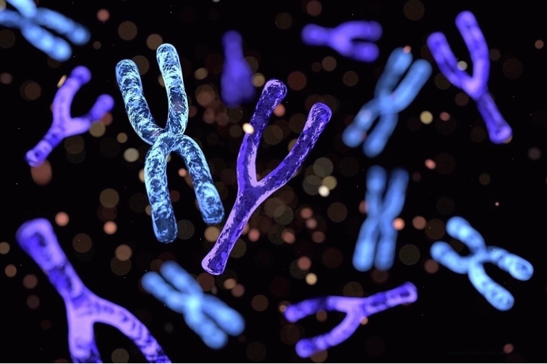 Bộ nhiễm sắc thể của người chịu trách nhiệm đảm bảo rằng DNA được sao chép và phân phối chính xác