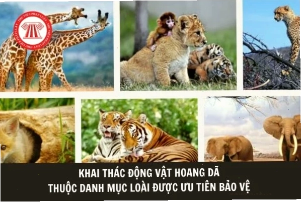 Bò tót là một trong những loài động vật quý hiếm tại Việt Nam