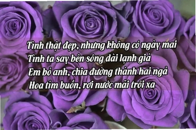 Bông hoa hồng trắng tinh khôi
