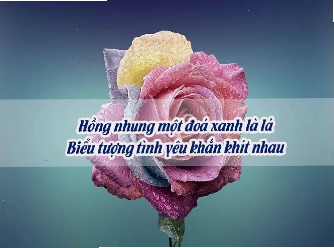 Bông hoa hồng xanh bí ẩn
