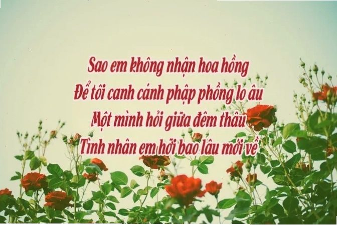 Bông hồng đỏ thắm tượng trưng cho tình yêu nồng cháy
