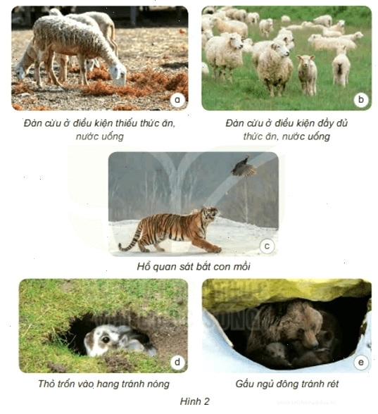 Cá cần nước để sống và di chuyển trong môi trường thủy sinh