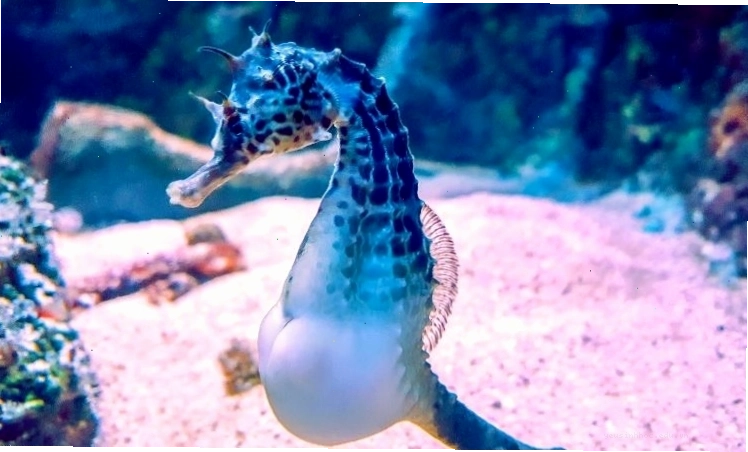 Cá ngựa đực mang thai