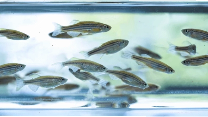 Cá ngựa vằn (zebrafish) và Nguyên tắc 3Rs