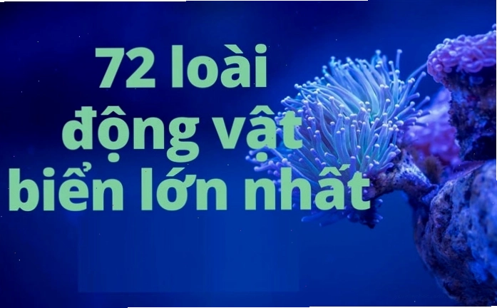 Cá voi xanh, loài động vật biển lớn nhất thế giới