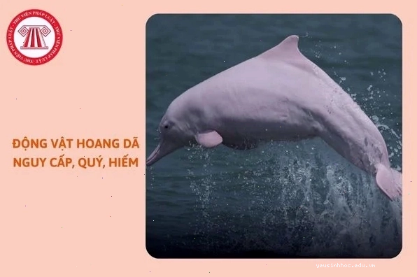 Cá voi xanh, loài động vật lớn nhất thế giới đang cần được bảo vệ
