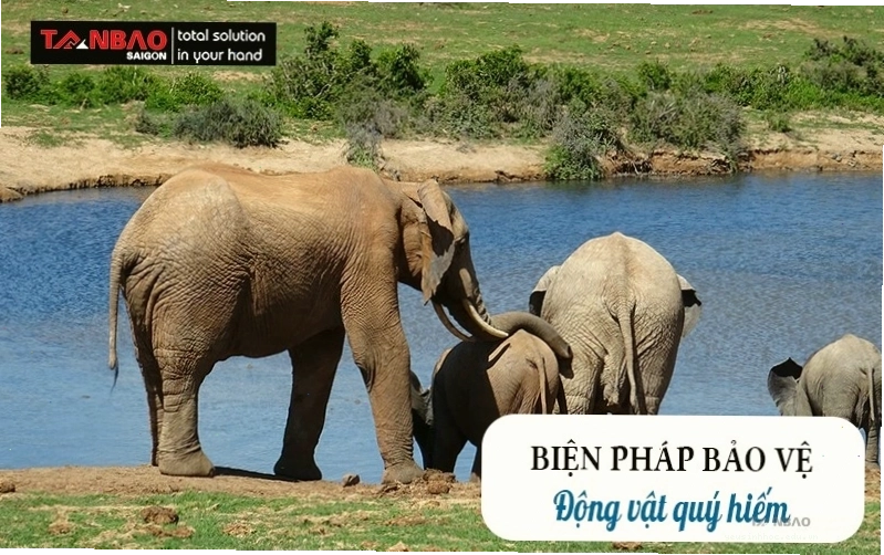 Các biện pháp bảo vệ động vật hoang dã quý hiếm